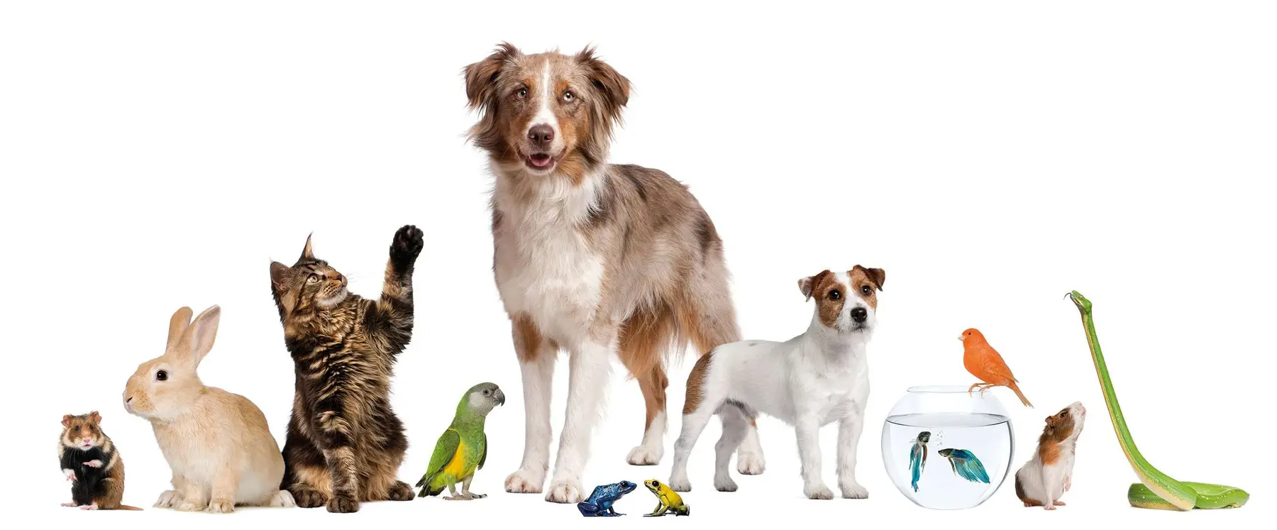 Cani, gatti e altri animali da compagnia